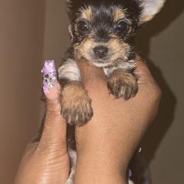 Girl 1 - Black tan and white female Biewer Terrier puppy in North Augusta, South Carolina from Tiny Paws Luxury Pets