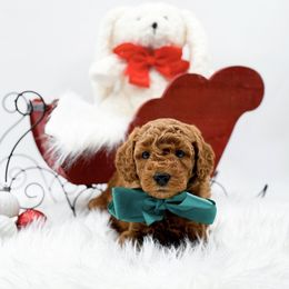 Chestnut - Red  male Goldendoodle puppy in North Carolina from NC Doodle Puppies
