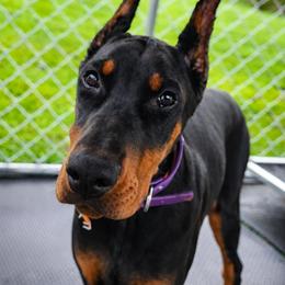 Lena - Black and rust female Doberman Pinscher puppy in Robinson, Pennsylvania from Makkr Ridge Dobermans LLC