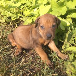 Anna - Rd whtn blk nose female Rhodesian Ridgeback puppy in Carney, Oklahoma from River Run Parson Russell terriers & River Run Ridgebacks