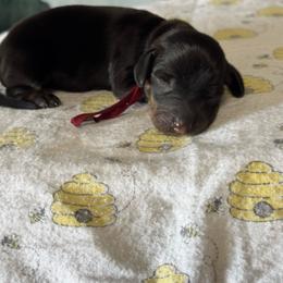 Burgundy girl - Black and tan female Dachshund puppy in Turlock, California from Weenie Wonderland