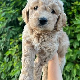 Aussiedoodle and Goldendoodle Puppies from Skyridge Doodles