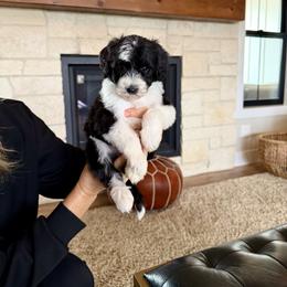 Jovie - Black and white female Bernedoodle puppy in Yuba City, California from Ranch House Doodles