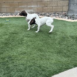 German Shorthaired Pointers from Davis GSP's