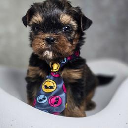 Rocky - Black and gold male Shorkie puppy in Hialeah, Florida from Jolie glz