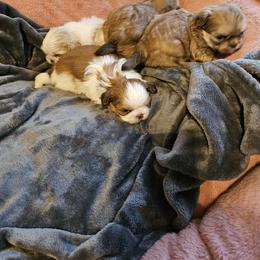 Shih Tzu puppies from NC Shih Tzus by Tammy