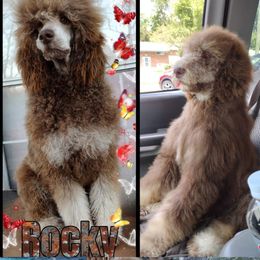 Poodle Puppies from Majestic Royalty Poodles