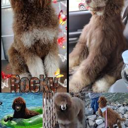 Poodle Puppies from Majestic Royalty Poodles