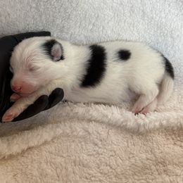 Zoey - Black and white female Pomsky puppy in Mc Minnville, Oregon from West Coast Pomskies