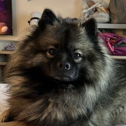 Jovie - Keeshond