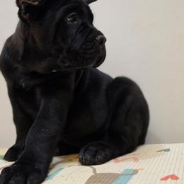 Lisa - Black brindle female Cane Corso puppy in Lancaster, California from Catanzaro Cane Corso
