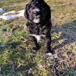 Goldendoodle Puppies from Southern Star Goldendoodles