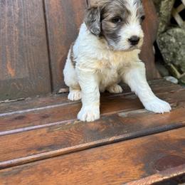 Astra - Merle female Saint Berdoodle puppy in Traverse City, Michigan from Bare Paws Saint Berdoodles