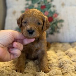 Wishbone - Red  male Goldendoodle puppy in Wharton, Texas from Little Fur Friends