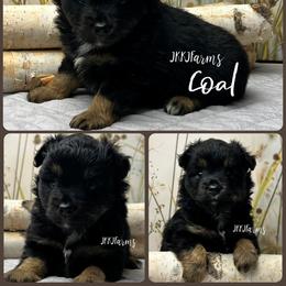 (1) Coal, BTM - Black tri male Miniature American Shepherd puppy in Huntington, Texas from JKKJ Farms