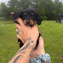Dolly - Black and tan female Dachshund puppy in Fort Myers, Florida from Sawyer’s Teenie Weenies