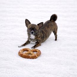 Health Tested CKC Pretzel - Fawn brindled black female Chihuahua puppy in Scottdale, Pennsylvania from Itty Bitty Boston & Chi Co, Veteran Owned