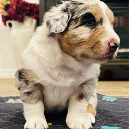 Billy - Blue merle male Australian Shepherd puppy in Palm Bay, Florida from Wiggle Butt's