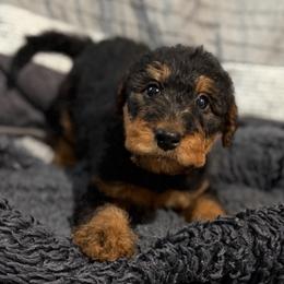 Opal (teal) - Black and tan female Airedale Terrier puppy in Akron, Ohio from Green Family Companion Kennel, LLC