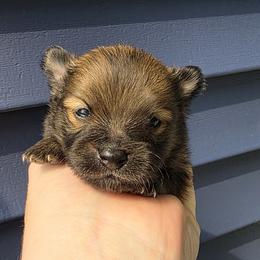 Gandalf - Orange sable male Pomeranian puppy in Hooksett, New Hampshire from Granite State Pomeranians