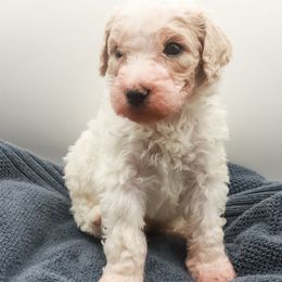 Poodle Puppies from Matlock’s Standard Poodles