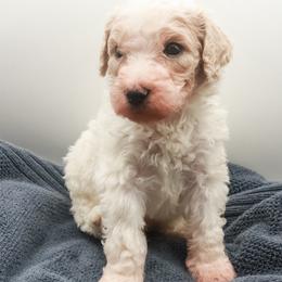 Poodle Puppies from Matlock’s Standard Poodles