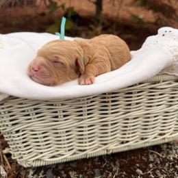 Sunny - Red  male Goldendoodle puppy in Battleground, Washington from Doodles Delight PNW