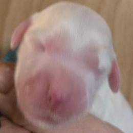 Teal - Blue belton and tan (tri-color) male English Setter puppy in Morrice, Michigan from Wild Bird Setters