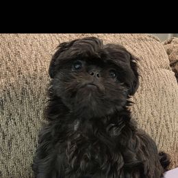 ROCCO - Shih Tzu
