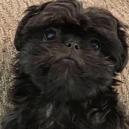ROCCO - Shih Tzu