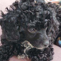 Poodle Puppies from Joanies Poodles