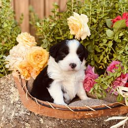 Miniature Australian Shepherd Puppies from Kennedy Kennels
