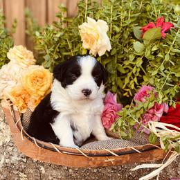Miniature Australian Shepherd Puppies from Kennedy Kennels
