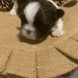 Shih Tzus from Beverly's Heart Shih Tzu