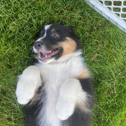 Australian Shepherd Puppies from LIT Aussies