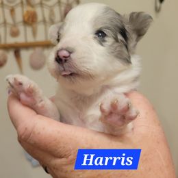 Harris - Blue merle and white male Shetland Sheepdog puppy in Kaycee, Wyoming from Heavenly Shelties