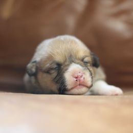 Pembroke Welsh Corgi Puppies from Ayers Acres Corgis