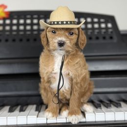 Dolly - Red  female Goldendoodle puppy in Clinton, Utah from Golden Law Kennels