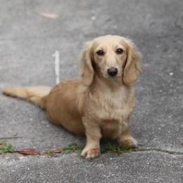 CherryBlossom - Dachshund
