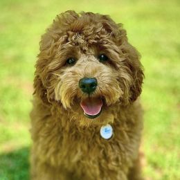 Oliver - Australian Labradoodle