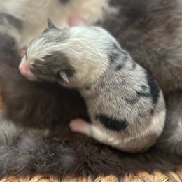 Merle boy 2 - Atypical merle male Border Collie puppy in Jonesboro, Arkansas from Hampton Border Collies