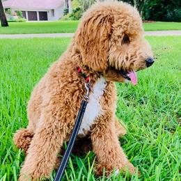Goldendoodles from Dolce Vita’s Doodles