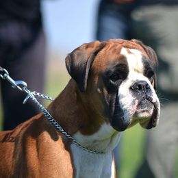 Hardy - Boxer