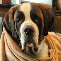 Saint Bernards from Magnolia Hill Saint Bernards