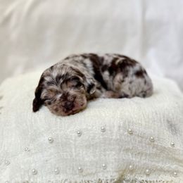 Latte - Merle female Labradoodle puppy in Newark, Ohio from Raising Doodles