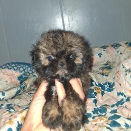 Boy 1 - Black gold and white male Shih Tzu puppy in Birmingham, Alabama from K&D kennels