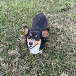 Kota  - Pembroke Welsh Corgi