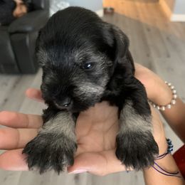 Miniature Schnauzer Puppies from Dirty Beard Mini Schnauzers