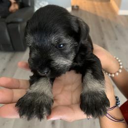 Miniature Schnauzer Puppies from Dirty Beard Mini Schnauzers