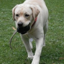 Labrador Retrievers from RoseBrook Labradors